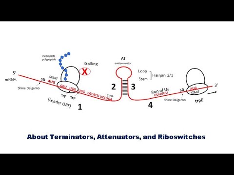 (G8) Terminatiors of Transcription, Trp Operon,  More about attenuators, and Riboswitches.