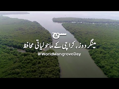 ہمیں اپنے مینگرووز کی حفاظت کیوں کرنی چاہیے؟ |  [World Mangrove Day]