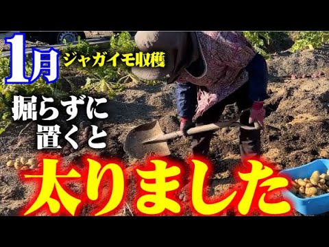 【息子痛恨のミス】残していたジャガイモを掘りました。【ジャガイモ】【メークイン】【キタアカリ】【グラウンドペチカ】