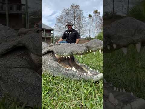 Lyle the Nile Crocodile is ENORMOUS! #youtubeshorts #nilecrocodile