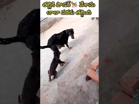 తల్లికి పౌడర్🐕‍🦺 వేశాను చాలా వరకు తగ్గింది #shorts #dogmother #omg