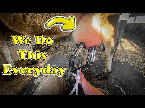 Day in the Life of a Homesteader: Milking, Feeding, and Gardening POV