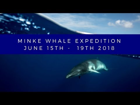 Minke Whale Expedition - June 15th - Great Barrier Reef