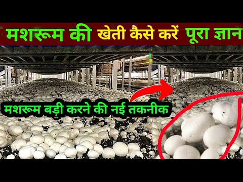 mashrum ki kheti // mashroom farming मशरूम की खेती की पूरी सच्चाई 😱| Mushroom Farming Profit or Lose