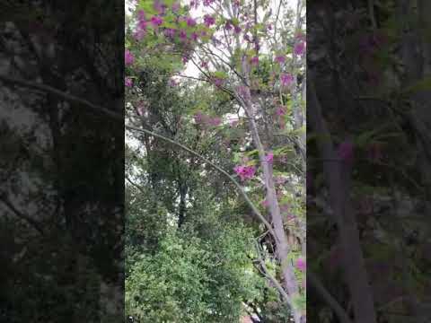 Purple Robe Locust Tree So Pretty!|第一次看见红色洋槐花