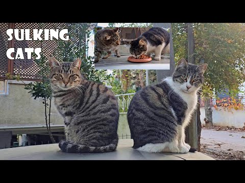 Two adorable stray cats upset with each other, turning their backs on one another.