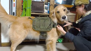 買ってもらったリュックで登山する愛犬が可愛い過ぎるｗ