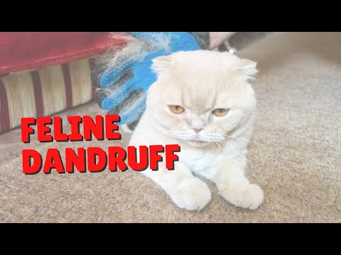 How To Help Feline Dandruff | Two Crazy Cat Ladies #Shorts