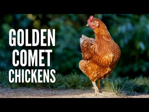 Golden Comet Chickens – Everything You Need to Know