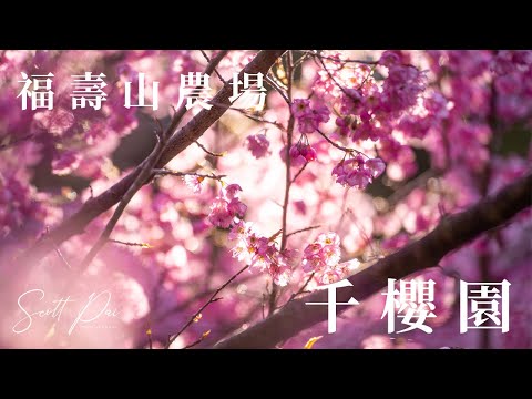 福壽山農場 千櫻園 櫻花滿開空拍 FPV Exploring 4K Relaxing Video