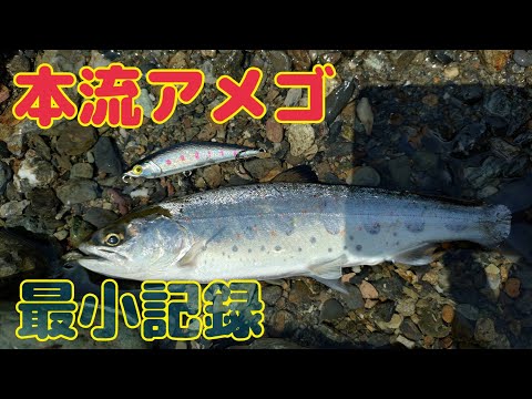 本流アメゴ(アマゴ)　普段はダムの底にいってみた！