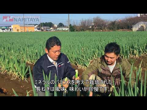 ナリタヤやさい 千葉県山武郡芝山町・瀧澤直紀さんの長ねぎ