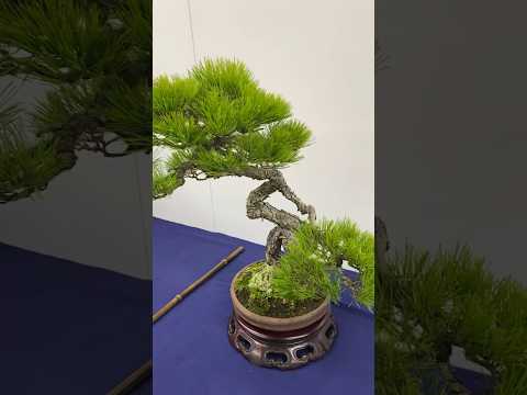 49th Sakufu Bonsai Exhibition. #bonsai #盆栽 #bonsaiexhibition