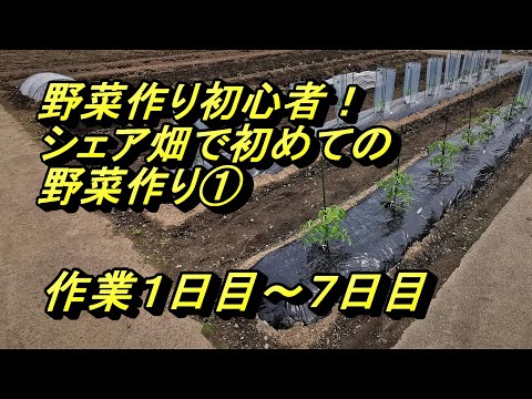 野菜作り初心者！シェア畑で初めての野菜作り①【作業１日目～７日目】