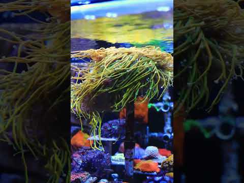 Saltwater NOODLES! The TSA Baby Grail #gold #aquarium #shorts