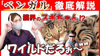 【ベンガルの魅力編#4】現役猫ブリーダーがベンガルの性格や特徴を詳しくご紹介！この種類の性格は唯一無二！？ベンガル好きがハマる理由が分かります！