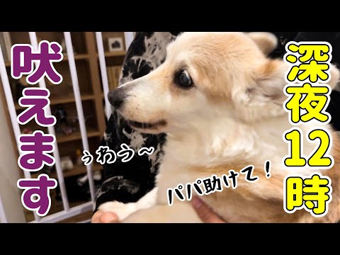 突然不安になってしまった愛犬と余計な事したかもしれないママ