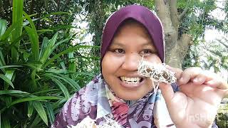 cara buat kuih kaswi sukatan cawan by kak Nur@tip kuih kenyal warna cantik