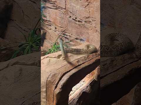 Diamond-backed Rattlesnake 🐍