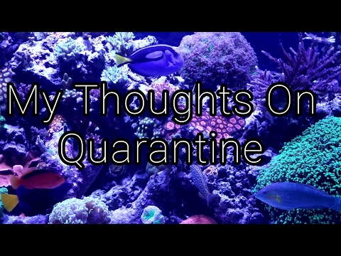 My Thoughts on Quarantine for my Reef Tank