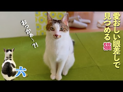 [猫の愛おしい眼差し]綺麗な姿勢で見つめる愛猫。そして、愛猫に「おっかぁ〜」と呼ばれる | [生まれ変わりの猫] 六 (Roku)