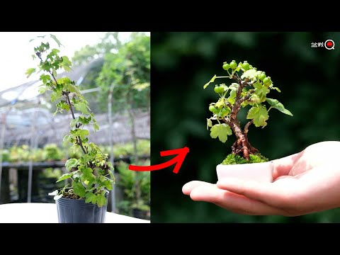 How to make a mame bonsai that can be displayed from raw material wood. [Bonsai Q]