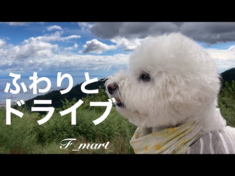 ふわりとドライブ　-ビションフリーゼ犬-