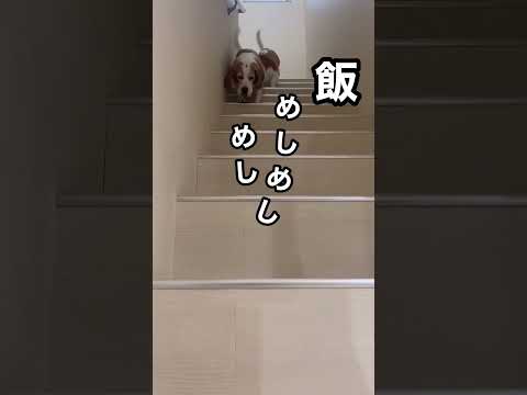 ご飯ください#shorts #ビーグル #ビーグル犬 #犬 #いぬ #ください #圧 #階段降り#ご飯#ごはん