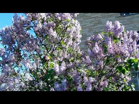 Relaxing Music : Spring Flowers- Hoa Xuan.