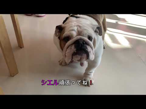 ブルドックブリーダーEAST JAPAN KOYAMA犬舎＃490　ブルドッグ出産情報♬