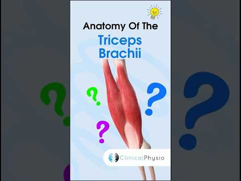 Triceps Brachii Anatomy #anatomy #physiotherapy #physicaltherapy #triceps