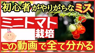 この1本で全て分かる！ミニトマトをたくさん収穫する最強の育て方♪初心者でもプランターで始められる苗の植付け〜わき芽摘み・長〜く収穫するための栽培管理