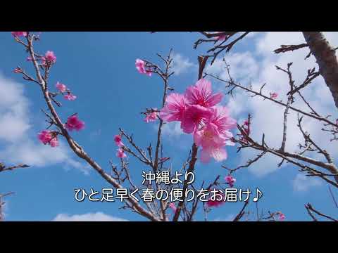 沖縄さんぽ気分・八重瀬（やえせ）公園