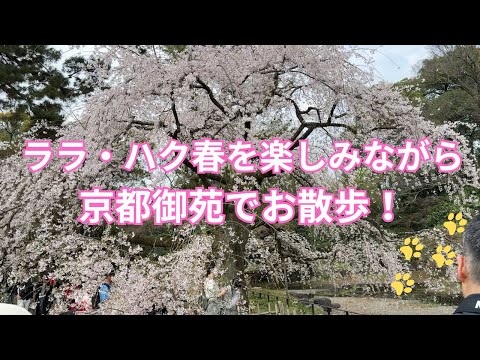 春を楽しみながら、京都御苑でお散歩！【ララとハク】