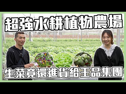 這農場太狠了‼️生菜還進貨給王品集團😮｜#vlog｜料理宗師