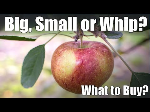 What Fruit Tree to Buy: Big, Small or Whip?