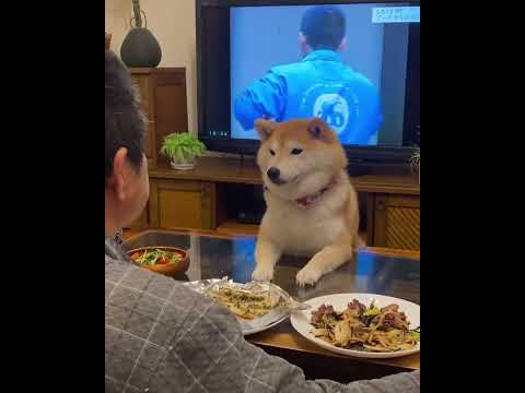 Watching daddy eat his dinner is my favourite