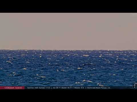 Dec 28, 2024: Maui Humpback Whale breaching