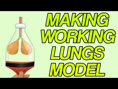 Lungs Model For Science Project | School Project 5 | Biology | Sabithas Tuto