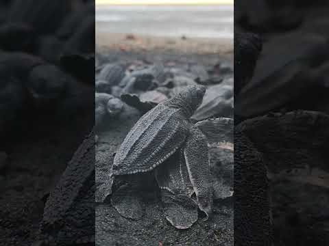 Almost time for the first leatherback babies of the season...