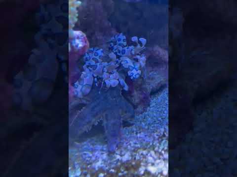 Harlequin Shrimp 04 #shorts #harlequin #shrimp