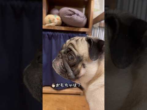 ドン、そのこころは🤷🏻‍♂️💦？？？新入りおもちゃに微妙な反応を示すドン… #パグ#パグのいる家#pug