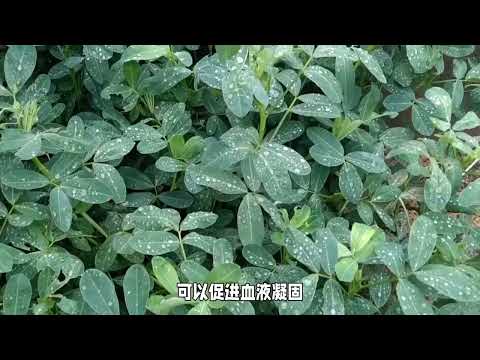 不只食用：花生叶的隐藏功能揭秘