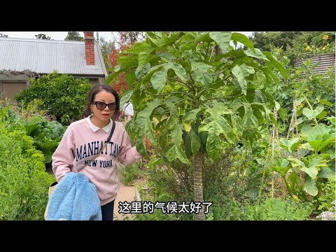 Melbourne Botanical Garden fruits and vegetables grow too good, too beautiful! I can't bear to leav