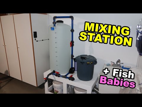 Plumbing mixing station + QT fish have babies!!