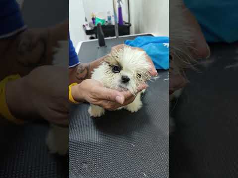 How to cut Puppy haircut 🐶✂️🐾 #puppy #dog #pets #petlovers #shihtzu #haircut #grooming #love #kitten