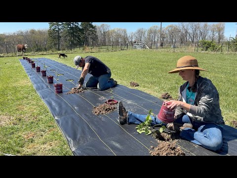 It was a BERRY Long Day! Planting our Blackberries and Raspberries!