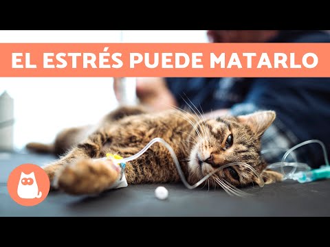 ¿Puede MORIR un GATO por ESTRÉS? 😿 CAUSAS y CÓMO EVITARLO