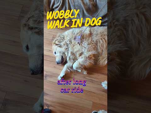 Wobbly walk in dog after a long car ride. What's to do? #dogs #goldenretriever #dog health #shorts