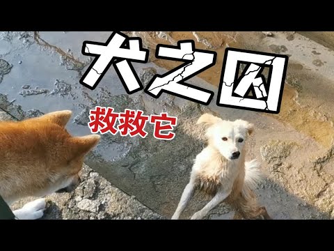 犬之囚—请救救它